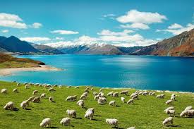 Tips Berwisata Hemat Ke Selandia Baru